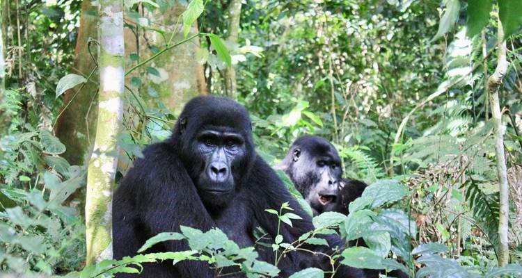 A silverback gorilla peers through lush foliage in a dense rainforest.