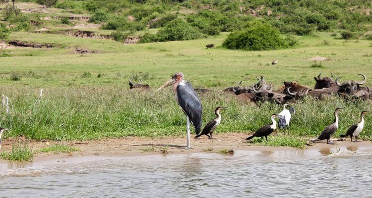 A marabou stork stands among cormorants on a riverbank while buffalo graze beyond.