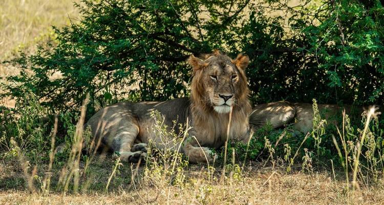A male lion rests in the shade of a low acacia bush on dry grassland.