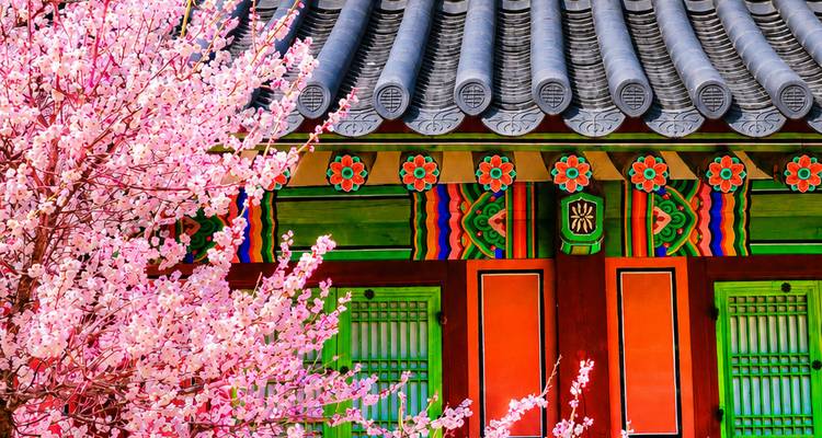 Edificio de madera coreano tradicional adornado con colores vibrantes junto a ramas de cerezo rosa en floración.