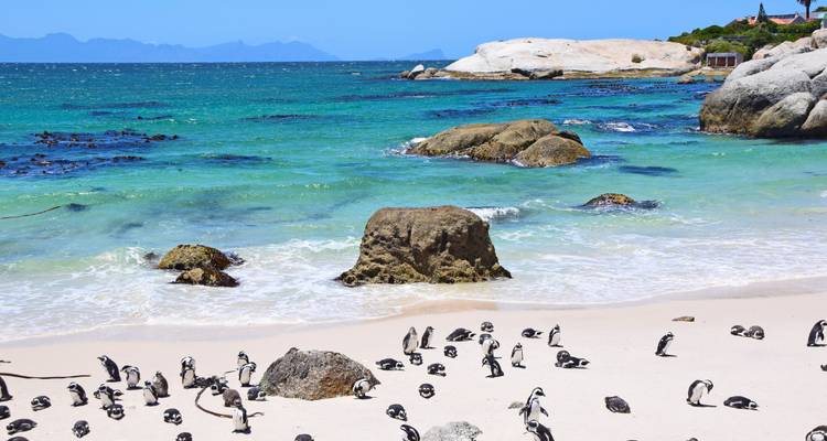 Witgrijnd strand met turquoise water en een kolonie Afrikaanse pinguïns op Boulders Beach.
