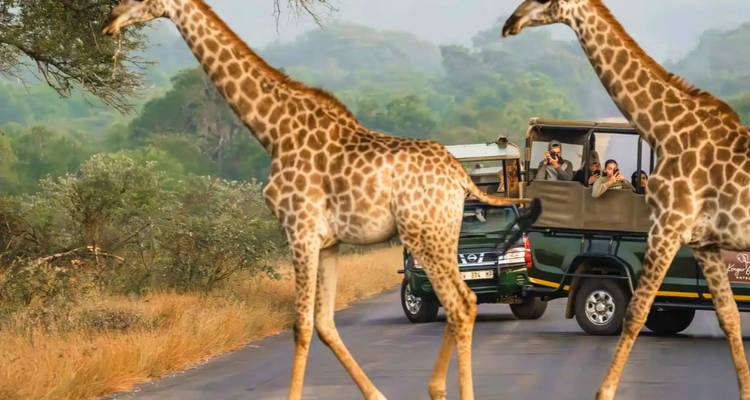 Twee giraffen die een safariwegoverst eken terwijl toeristen hen fotograferen vanuit een open 4x4-voertuig.