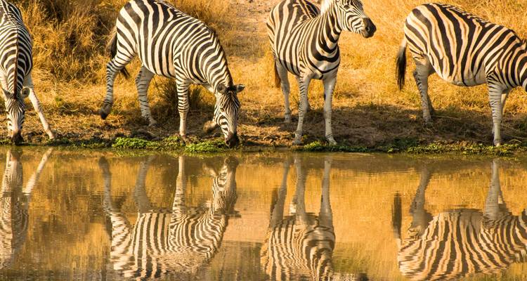 Zebra's die drinken bij een spiegelglad waterhole tussen goudgeel gras, hun strepen perfect weerspiegeld.