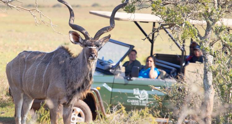 Grand koudou antilope au premier plan avec des touristes observant depuis un véhicule de safari ouvert dans la brousse.