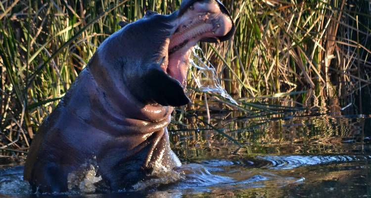 Hippopotame émergeant de l'eau avec la gueule grande ouverte au milieu des roseaux et d'une éclaboussure étincelante.