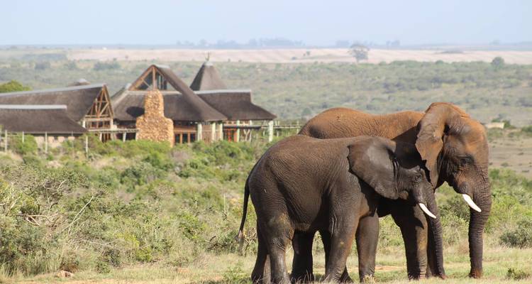 Deux éléphants paissent dans une zone de broussailles avec un lodge de safari au toit de chaume visible au loin.