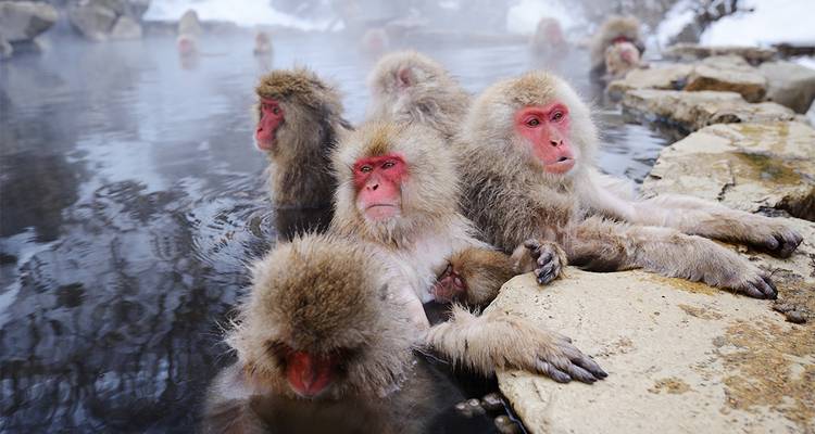 Sneeuwapen ontspannen zich in dampend heet bronwater omringd door winterrotsen.