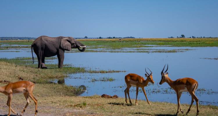 Un éléphant s'abreuve dans une plaine inondée tandis que deux impalas paissent à proximité au premier plan.