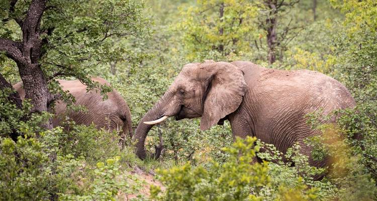 Un grand éléphant se nourrit parmi de denses buissons verts dans la savane.