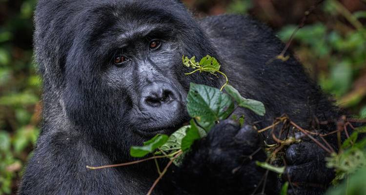Close-up portrait of a mountain gorilla holding leafy vines, eyes expressing gentle curiosity.