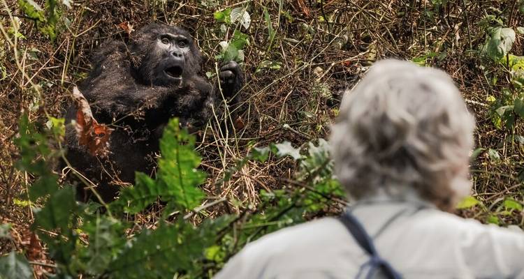 A surprised gorilla gestures from the undergrowth as a trekker observes from a short distance.