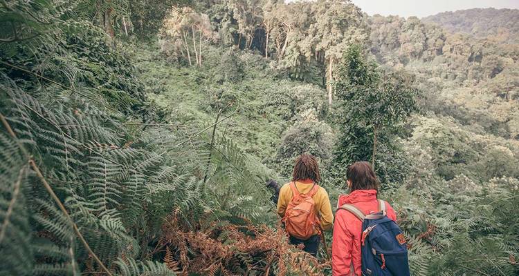 Hikers descend a fern-covered slope into dense Ugandan rainforest.