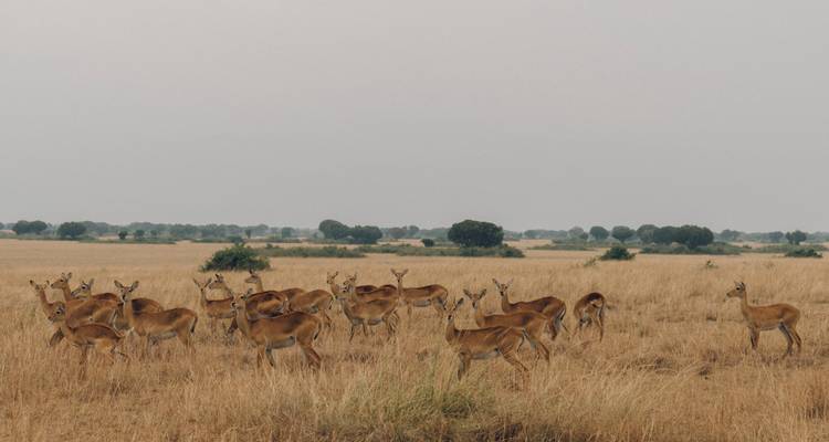 Groep antilopes die alert staan in een droog goudkleurig grasland onder een bewolkte lucht.