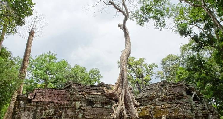 Antike Tempelruinen, umwunden von gigantischen Baumwurzeln, die in den Himmel ragen, in einer dicht bewaldeten Dschungellandschaft