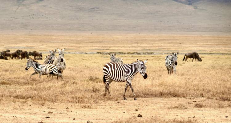 Several zebras trot across a dry golden plain with distant wildebeest and hazy hills on the horizon.