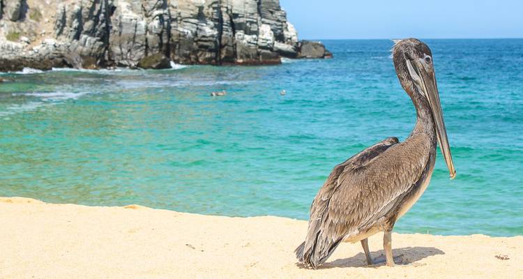 Brown pelican stands on sandy beach with turquoise sea and rocky cliffs in background.