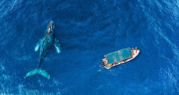 Aerial view of a massive whale swimming beside a small tourist boat in deep blue water.