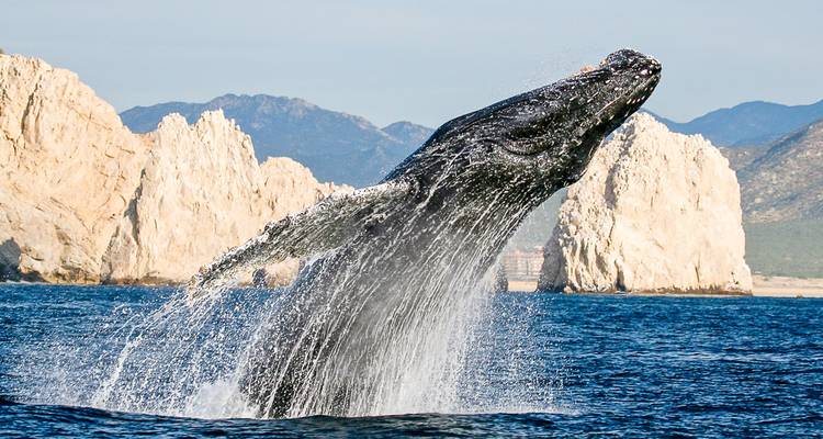 Humpback whale launches out of the water with Cabo's iconic sea stacks in the background.