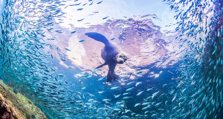 Playful sea lion swims through a swirling school of fish beneath the surface.