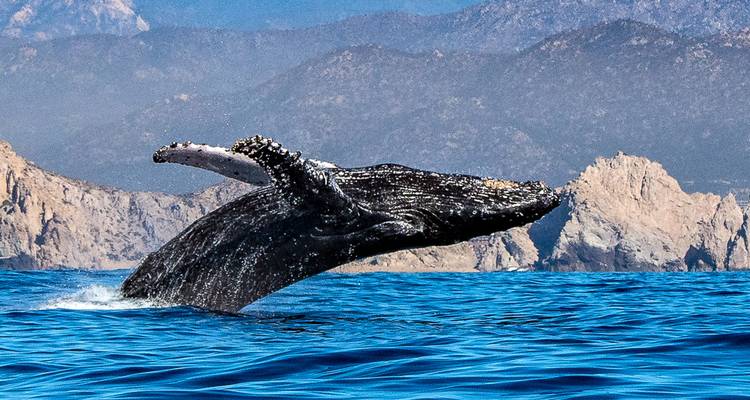 Humpback whale half-breaches, exposing patterned pectoral fin against rugged coastal cliffs.