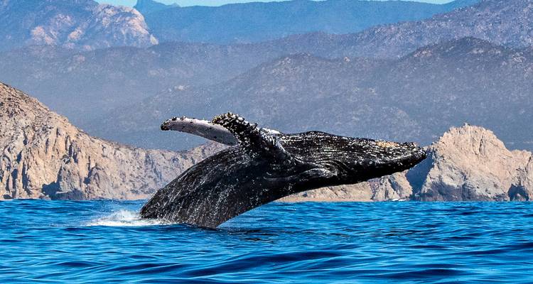Humpback whale lifts its barnacled fluke clear of the blue water with desert mountains behind.