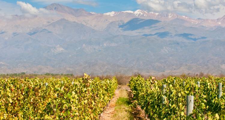Endless vineyard rows lead toward snow-capped Andes peaks under a bright sky.