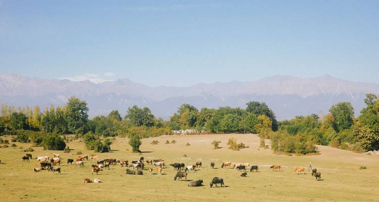 A wide grassy plain dotted with grazing cattle beneath distant mountain peaks and a clear blue sky.