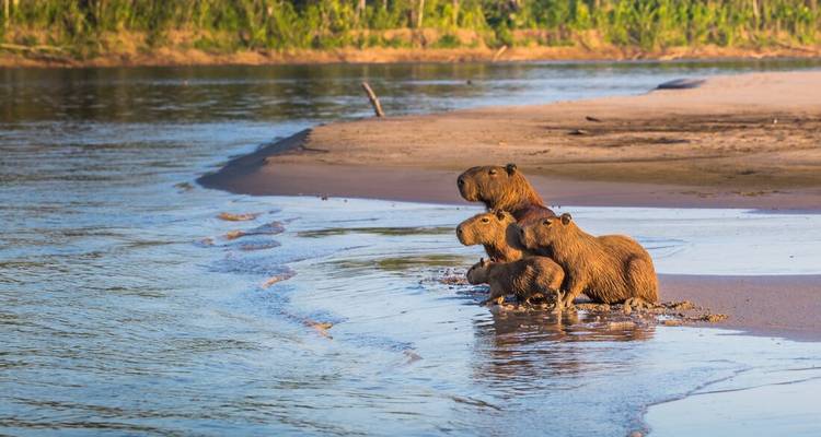 A family of capybaras wades from a sandy riverbank into calm jungle water.