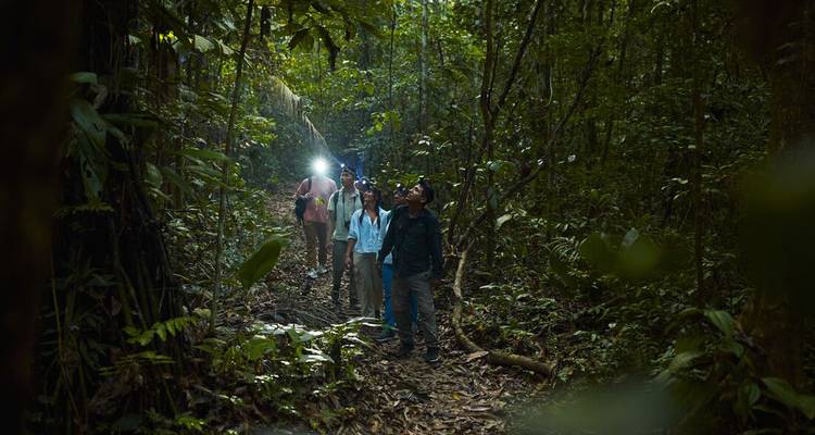 Small group with a guide explores dense rainforest at dusk, one using a flashlight to spot wildlife.