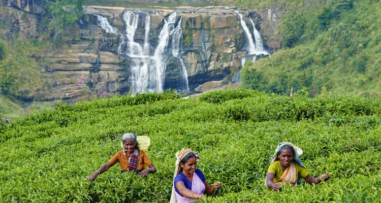 Tea pickers in colorful saris work among lush green tea bushes with a cascading waterfall behind.