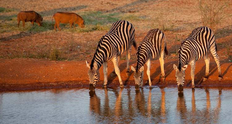 Drei Zebras trinken an einer Wasserstelle, während Antilopen im Hintergrund grasen.