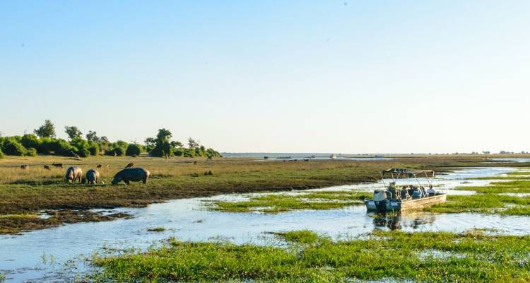 Small safari boat gliding on a wetland with hippos grazing on the shore under clear blue sky
