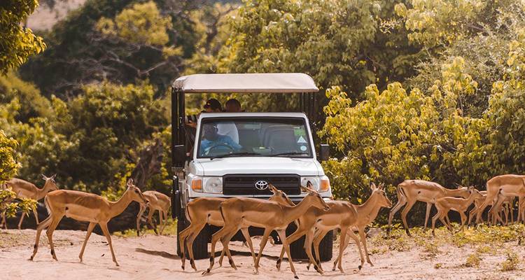 Safari vehicle waiting as a herd of impalas crosses a dusty track lined with green shrubs