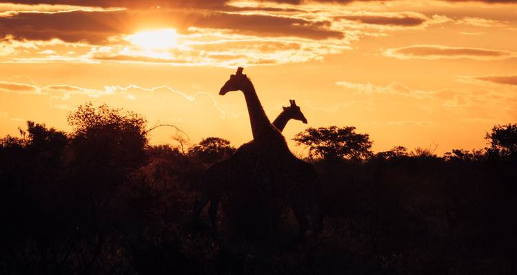 Two giraffes silhouetted against a vibrant orange sunset sky in the bush