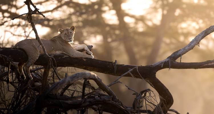 Lioness lounging on a tree branch with warm backlight filtering through woodland