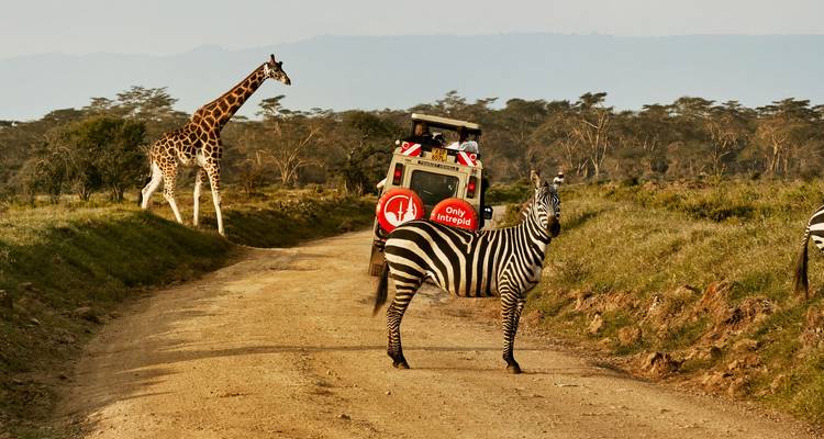 Zebra standing on a dirt road as a giraffe and safari jeep approach in open bushland