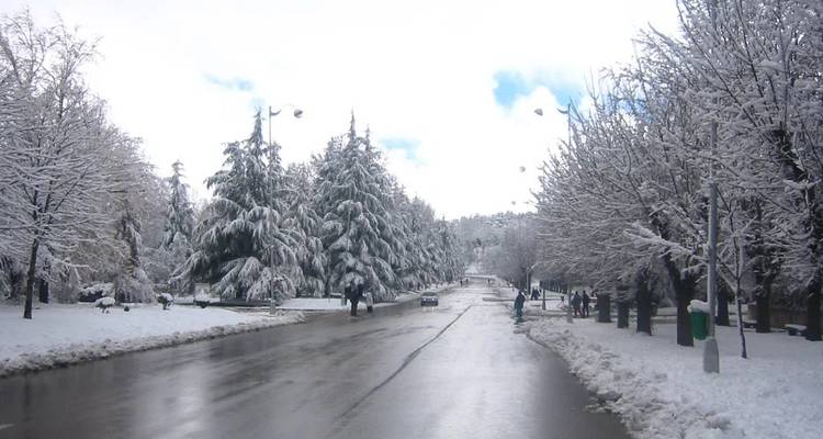 A snow-covered avenue lined with frosted cedar trees reflects grey winter light in the town of Ifrane.