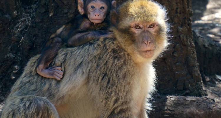 A Barbary macaque mother carries her infant on her back against a forest backdrop in the Middle Atlas.