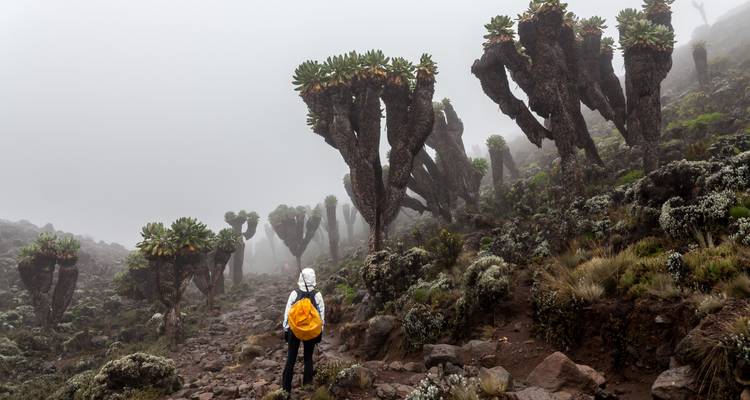 Trekkeur solo avec un sac à dos jaune marchant à travers une forêt de lobélies géantes brumeuse sur les pentes du Kilimandjaro.