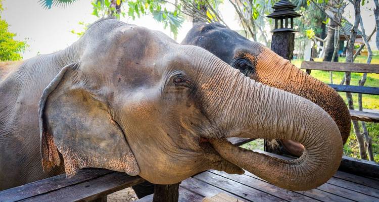 Close-up of two friendly elephants touching trunks over a wooden railing in a lush sanctuary setting.