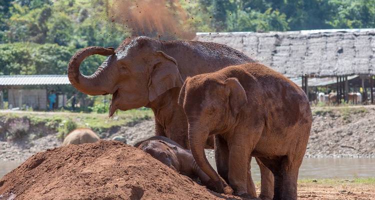 Elephants joyfully shower themselves with red dust beside a river in a rural sanctuary setting.