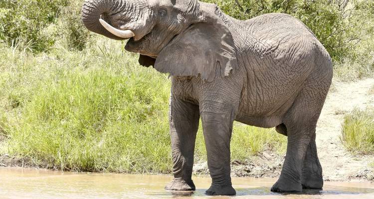 Un éléphant se tenant à un point d'eau, levant sa trompe contre une végétation verte