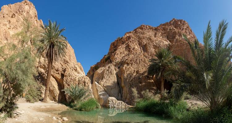 Lush desert oasis pool framed by palms and red rock canyon walls under clear sky