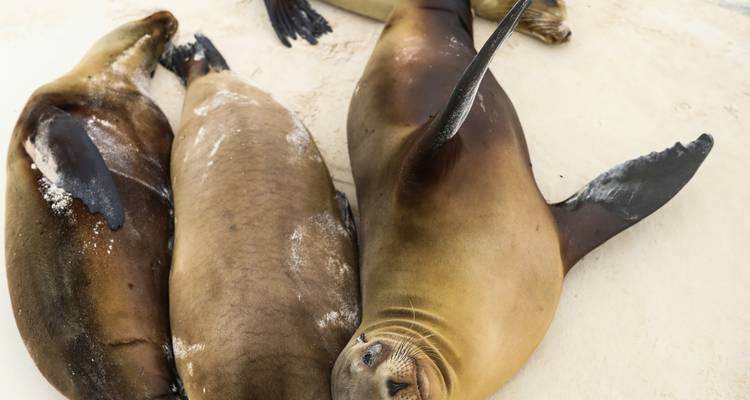 Trois otaries des Galápagos somnolentes s'étalent sur le sable blanc et chaud, l'une d'elles s'étendant une nageoire en l'air.