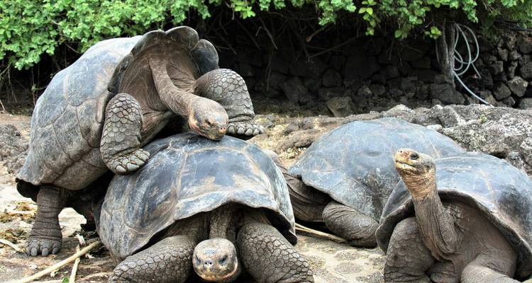 Groupe de géantes tortues des Galápagos entassées ensemble dans un enclos d'un centre d'élevage.