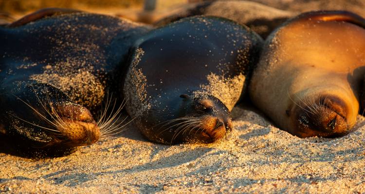 Trois otaries couvertes de sable doré dorment côte à côte à la lumière chaude du coucher de soleil sur la plage.