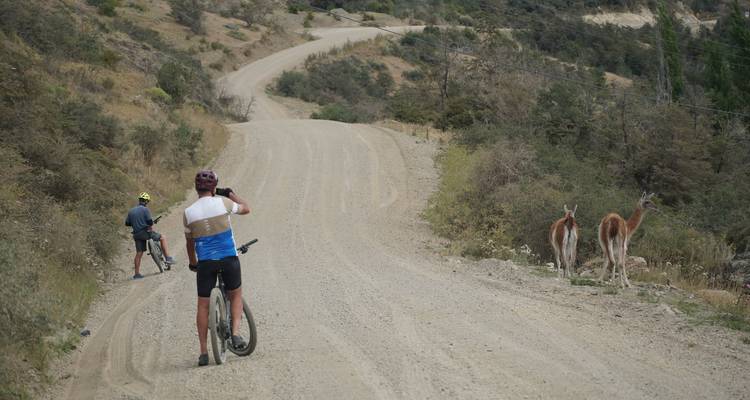 Cyclists pause on a winding dirt road while two guanacos graze on the hillside.
