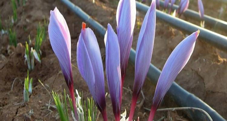 Gros plan de fleurs de crocus safran violet en fleur surgissant de la terre labourée.