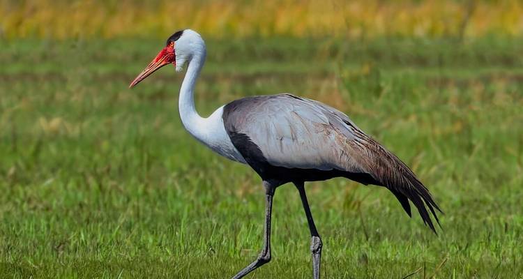 Close-up of a grey crowned crane walking through tall grass with vibrant red bill and grey plumage.