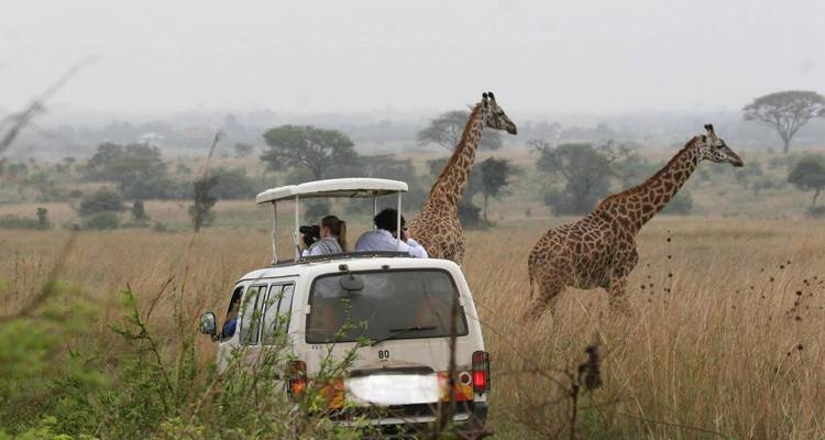 Tour van stopped on savannah track while giraffes calmly cross the grassland ahead.